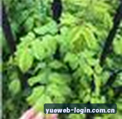 周洁